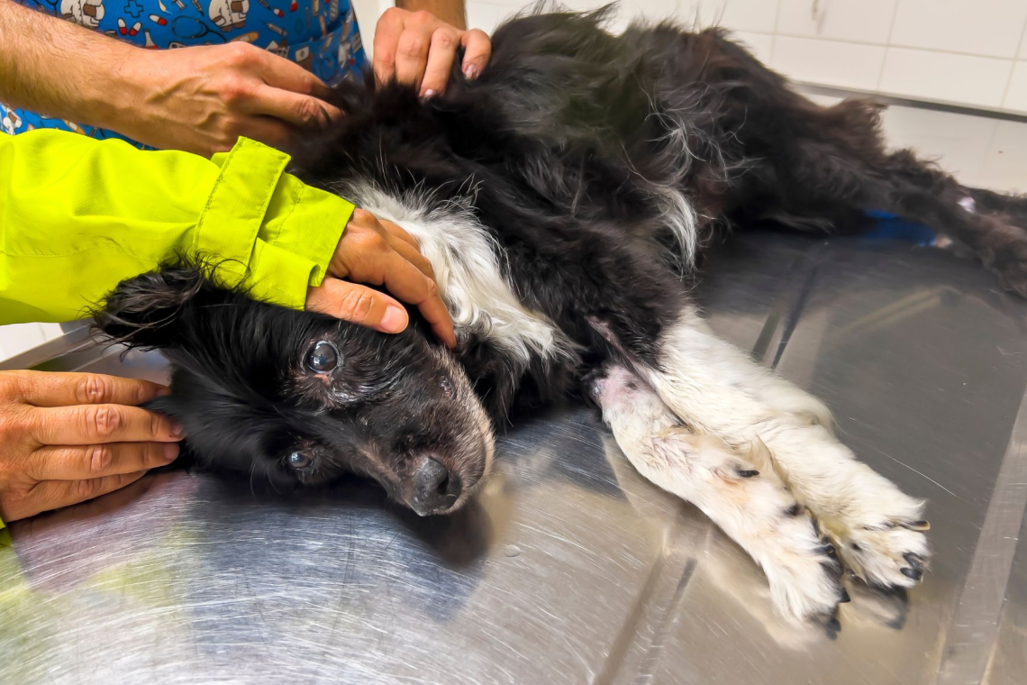 Veterinar o zadnjih trenutkih hišnih ljubljenčkov