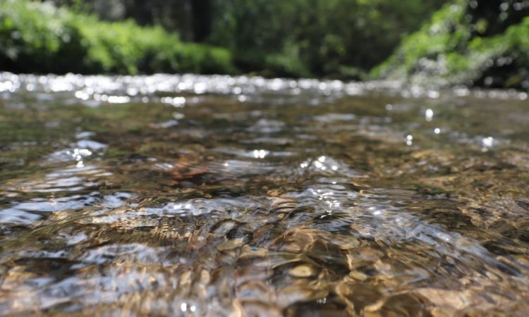 Analiza vode po poginu rib v Malem grabnu ni potrdila onesnaženosti