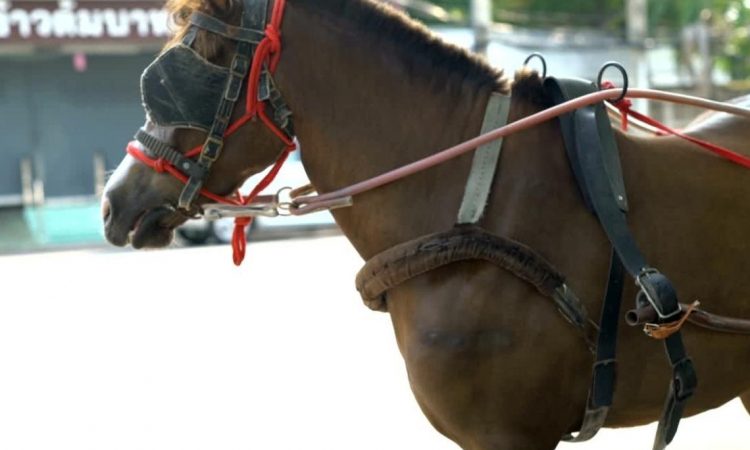 Na območju Kranja obravnavali nesrečo pri vožnji s kočijo
