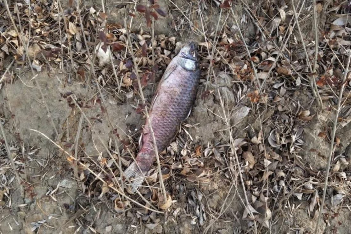 V kanalu na Ptuju pogin več tisoč rib