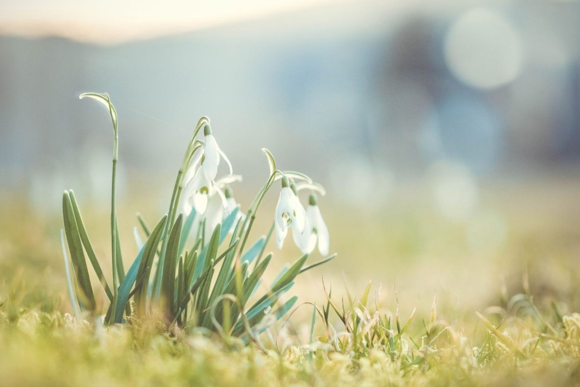 Pomlad prinese tudi porast težav zaradi cvetnega prahu