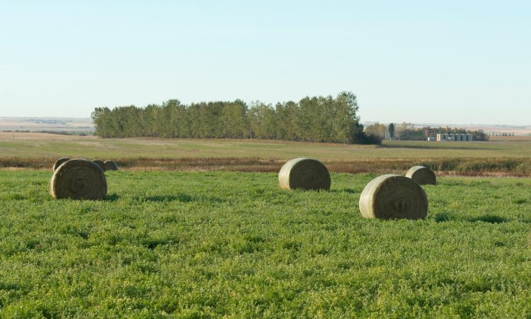 Kmetijske organizacije vzpostavile solidarnostni projekt zbiranja krme