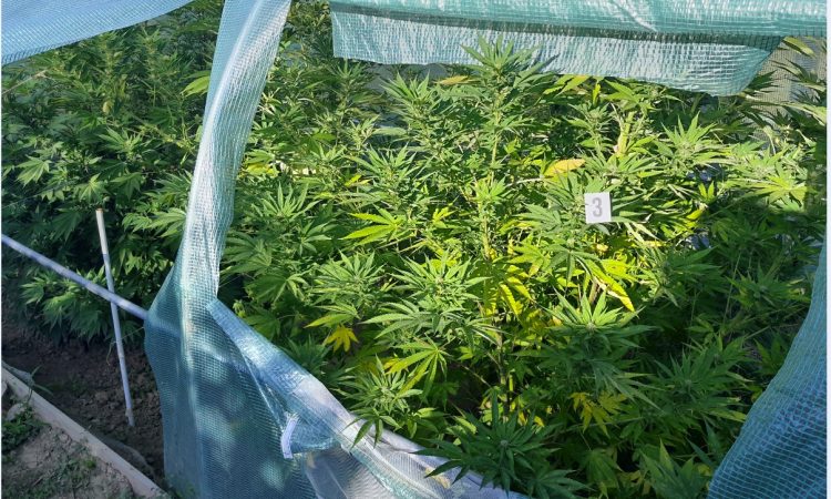 Šentiljski policisti pri paru v Cirknici našli deset kilogramov konoplje