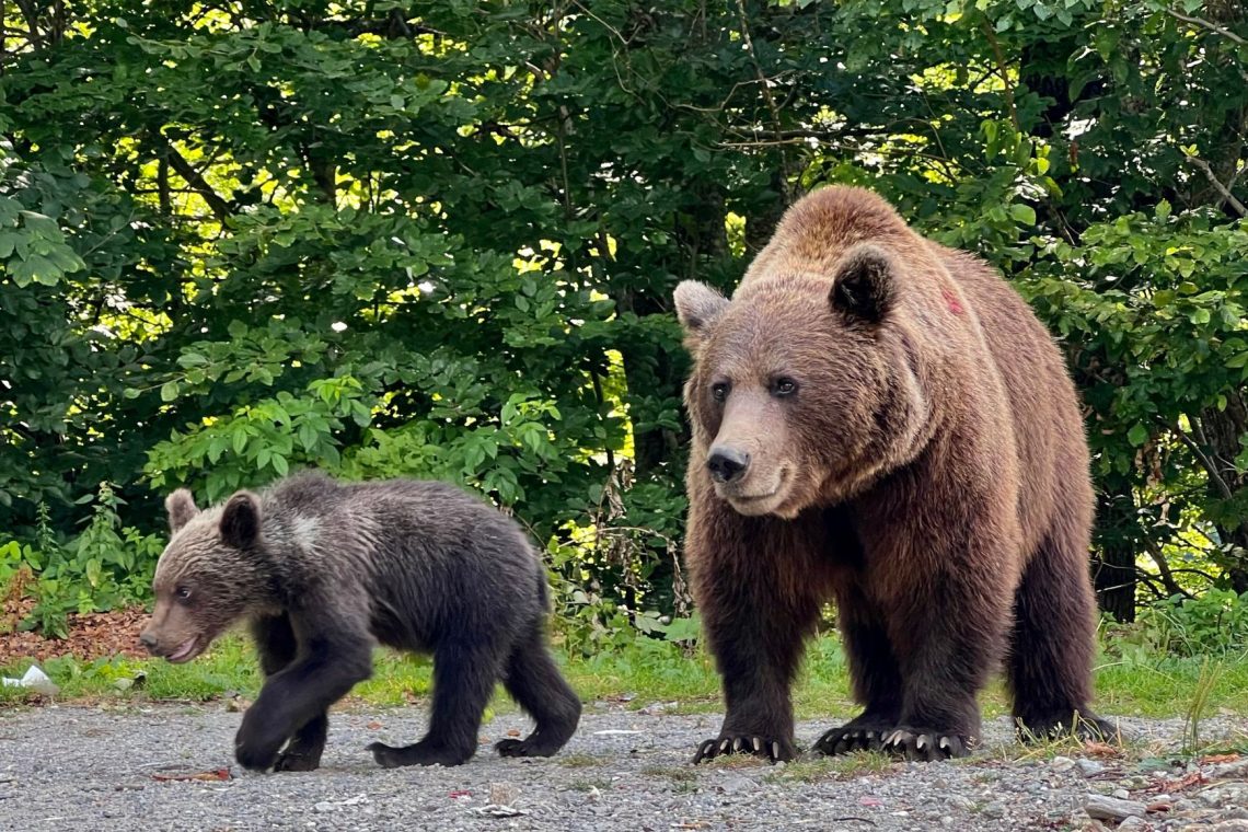 Policija opozarja na opažanja medvedke z mladičem na cesti med Ilirsko Bistrico in Pivko