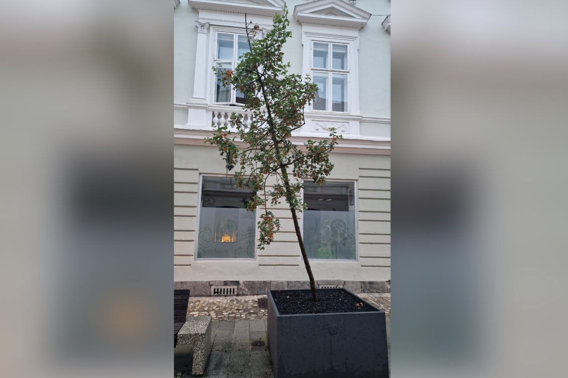 Bo drevo preživelo?