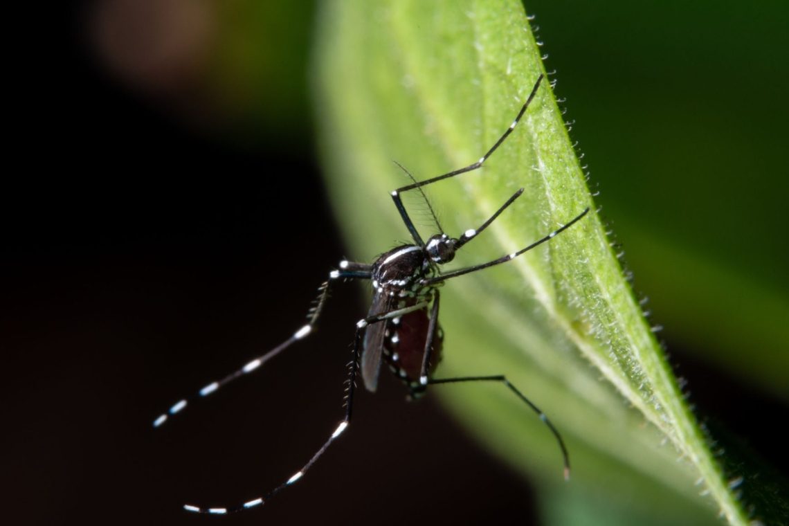 Virus Zahodnega Nila potrjen pri štirih sivih vranah v Ljubljani
