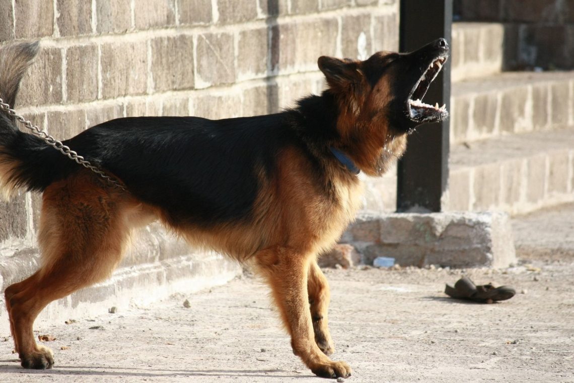Zaradi pasjega laježa storilec vrnil ukradeno denarnico